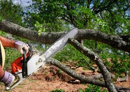 Best Hazardous Tree Removal  in Wyoming, IL