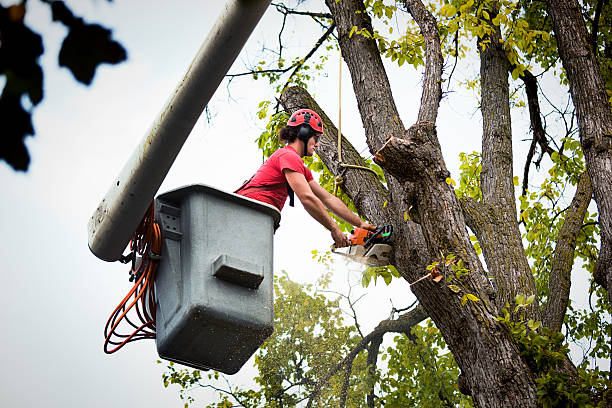Best Tree Disease Treatment  in Wyoming, IL